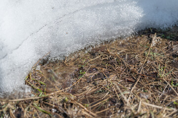Fototapeta premium Glistening water at snow margin with sparkling ice beads, wet straw and tiny plants along melting frontier, bright highlights and soft shadows emphasize fragile seasonal boundary