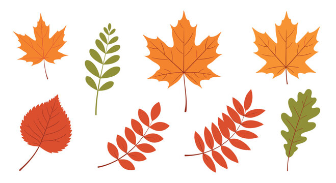 Collection of various autumn leaves in vibrant shades of orange red and green representing different tree species in fall.