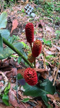 Red beehive ginger flowers growing in Costa Rica rainforest. Vertical shot of Zingiber spectabile bracts among green leaves and forest floor debris in Costa Rica.