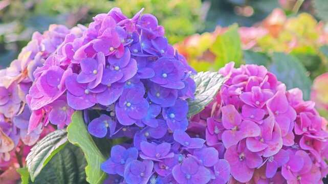 Purple and pink hydrangea flowers blooming beautifully in a garden, vibrant and fresh nature scene.