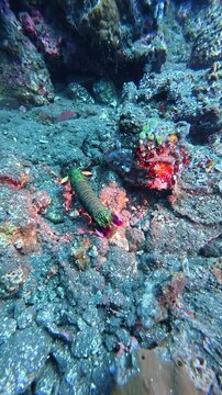 colourful shrimp