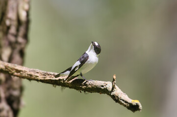 Fototapeta premium Adult male collared flycatcher (Ficedula albicollis) perched on a mossy branch, looking up.