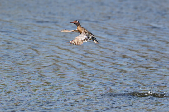 Adult male garganey (Spatula querquedula) swimming rapidly, creating a dynamic water splash.