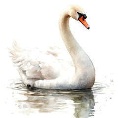 watercolor of Swan draw illustration, isolated on a white background. © zenvor