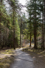 Fototapeta premium Narrow woodland trail in sunlit evergreen forest