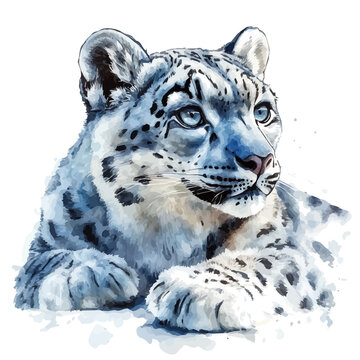 Snow Leopard, elegant watercolor illustration luminous highlights, isolated on a white background.