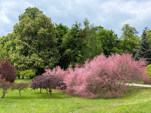 Blooming tamarisk and horse chestnut trees in the spring park.