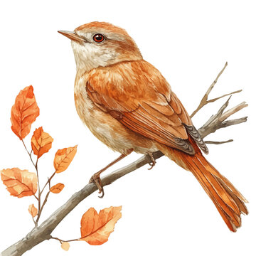 Nightingale, charming watercolor clipart, isolated on a white background.