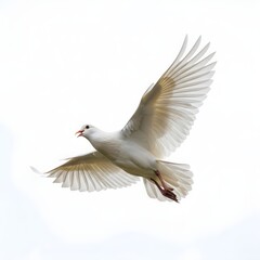 Naklejka premium Seagull in flight with spread wings against clear sky