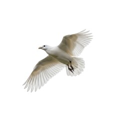 Fototapeta premium Seagull in flight with outstretched wings against a white background