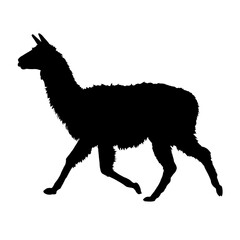 Fototapeta premium Silhouette of a llama walking, vector illustration
