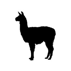 Fototapeta premium Silhouette of a llama standing, vector illustration