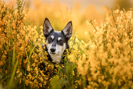 Australian Kelpie Dog in gelbem Ginster - Busch mit gelben Bl&uuml;ten