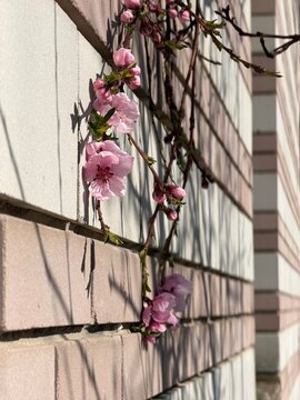 ender Spring Buds Blooming on Sunny Wall