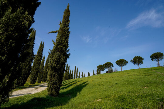I colori della primavera delle coltivazioni di frutta sulle colline della Romagna. Emilia Romagna, Italia