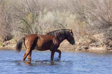 Fototapeta premium Wild Horse Crossing the Salt River in Winter in Arizona