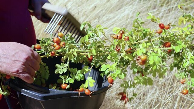 Maule Region, Chile - March 16, 2026: A person collecting rosehip fruits with a handcrafted tool.