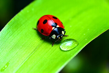 Fototapeta premium Ladybug and Dewdrop on Leaf: A vibrant ladybug with its iconic red and black shell perches delicately on a fresh, green leaf, beside a glistening dewdrop.
