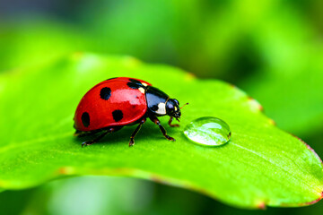 Obraz premium Ladybug and Dewdrop Harmony: A vibrant ladybug with its signature red and black markings rests beside a glistening dewdrop on a lush green leaf, capturing the essence of spring's delicate beauty. 