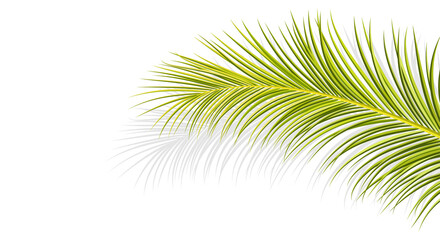 Obraz premium Single green palm frond with sharp pointed leaves against a, cutout, PNG isolated on transparent background