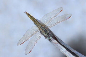 Libellule tropicale (Odonata) en macro avec ailes translucides © Bovek Photography
