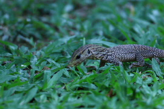 Jeune varan malais (Varanus salvator) dans la v&eacute;g&eacute;tation tropicale