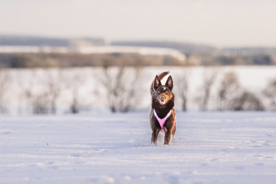 Kelpie Hunde haben Spass im Schnee