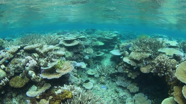 Fragile, reef-building corals dominate on a shallow coral reef in Fiji. This South Pacific island group harbors high marine biodiversity and is a popular destination for divers and snorkelers.