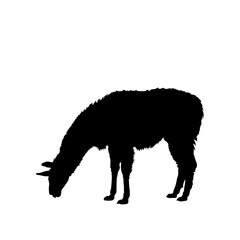 Fototapeta premium Silhouette of a llama grazing, vector illustration