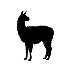 Fototapeta premium Silhouette of a llama standing, vector illustration
