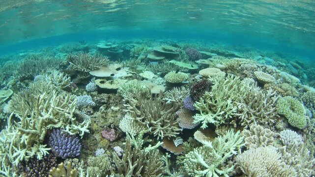 Fragile, reef-building corals dominate on a shallow coral reef in Fiji. This South Pacific island group harbors high marine biodiversity and is a popular destination for divers and snorkelers.