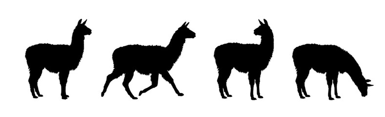 Fototapeta premium Set of llama silhouettes - vector illustration