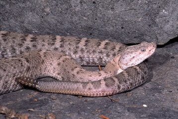 Obraz premium New Mexico Ridgenosed Rattlesnake, Crotalus willardi obscurus