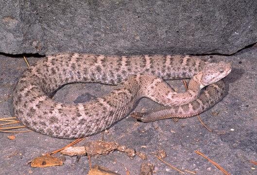 New Mexico Ridgenose Rattlesnake, Crotalus willardi obscurus