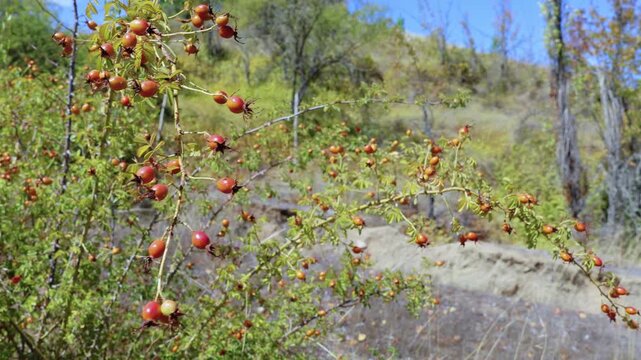 Maule Region, Chile - March 16, 2026: A rosehip bush with its red fruits, swaying in the wind in a natural environment.