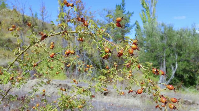 Maule Region, Chile - March 16, 2026: A rosehip bush with its red fruits, swaying in the wind in a natural environment.