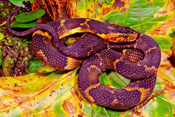 Fototapeta premium Broad-banded watersnake, Nerodia fasciata.