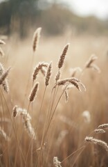 Obraz premium Dry wild grass stalks sway gently in autumn field. Muted natural colors create serene, calming mood for background design or decor. Soft light illuminates delicate plant life.