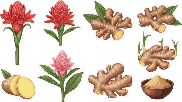Ginger Root and Tropical Flower Collection with Fresh Rhizome Pieces, Herbal Powder, and Botanical Medicinal Plant Illustrations