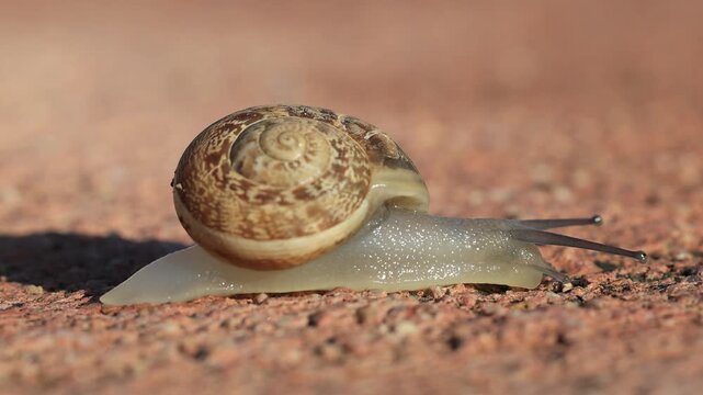 snails are taking a stroll in nature