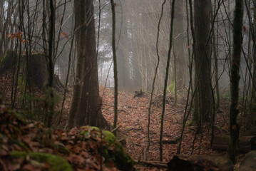 Fototapeta premium Foggy Forest Path Covered with Fallen Leaves in Late Autumn
