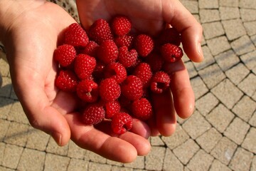 garść malin po zbiorach © Dariusz