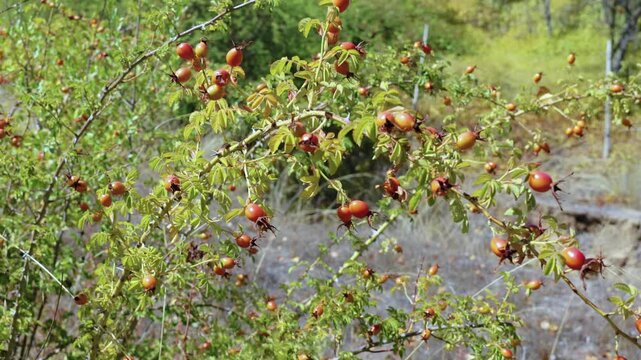 Maule Region, Chile - March 16, 2026: A rosehip bush with its red fruits, swaying in the wind in a natural environment.