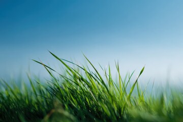 Fototapeta premium Green grass blades against clear blue sky macro nature background fresh spring meadow sunlight breeze closeup shallow focus vivid outdoors serenity