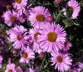 Fototapeta premium Perennial bush asters Symphyotrichum novi-belgii are blooming in the garden