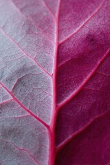Fototapeta premium Detailed macro of a rosy leaf showing midrib and branching veins with subtle gradient from pale rose to deep crimson and a textured cellular surface
