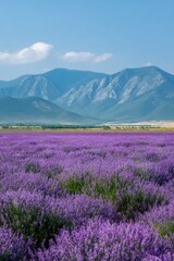 Naklejka premium Lavender field and purple landscape with distant mountains under blue sky, expansive floral meadow and serene rural scenery