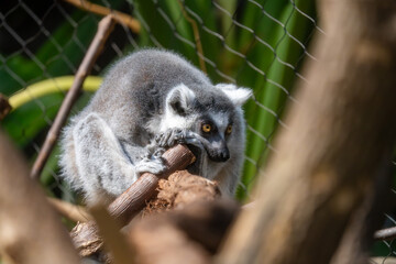 A ring-tailed lemur rests its head on a branch, looking out with bright yellow eyes. © Justin Mueller