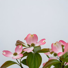 Obraz premium Pink dogwood blossom branch with delicate petals and green leaves on neutral gray background — botanical flower studio portrait