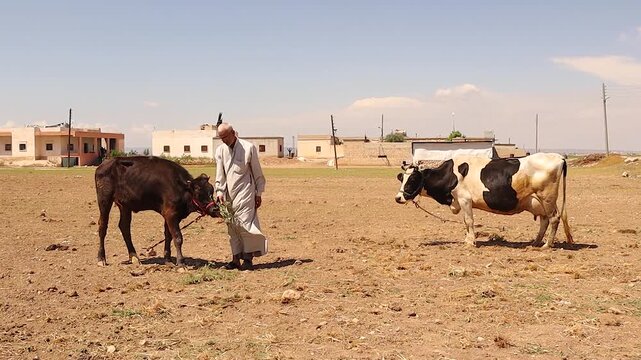 Syrian farmer feeds cows and calf with green grass despite drought in rural Aleppo. Symbol of resilience, livelihood, agriculture and human animal bond. For documentary, sustainability, rural economy 